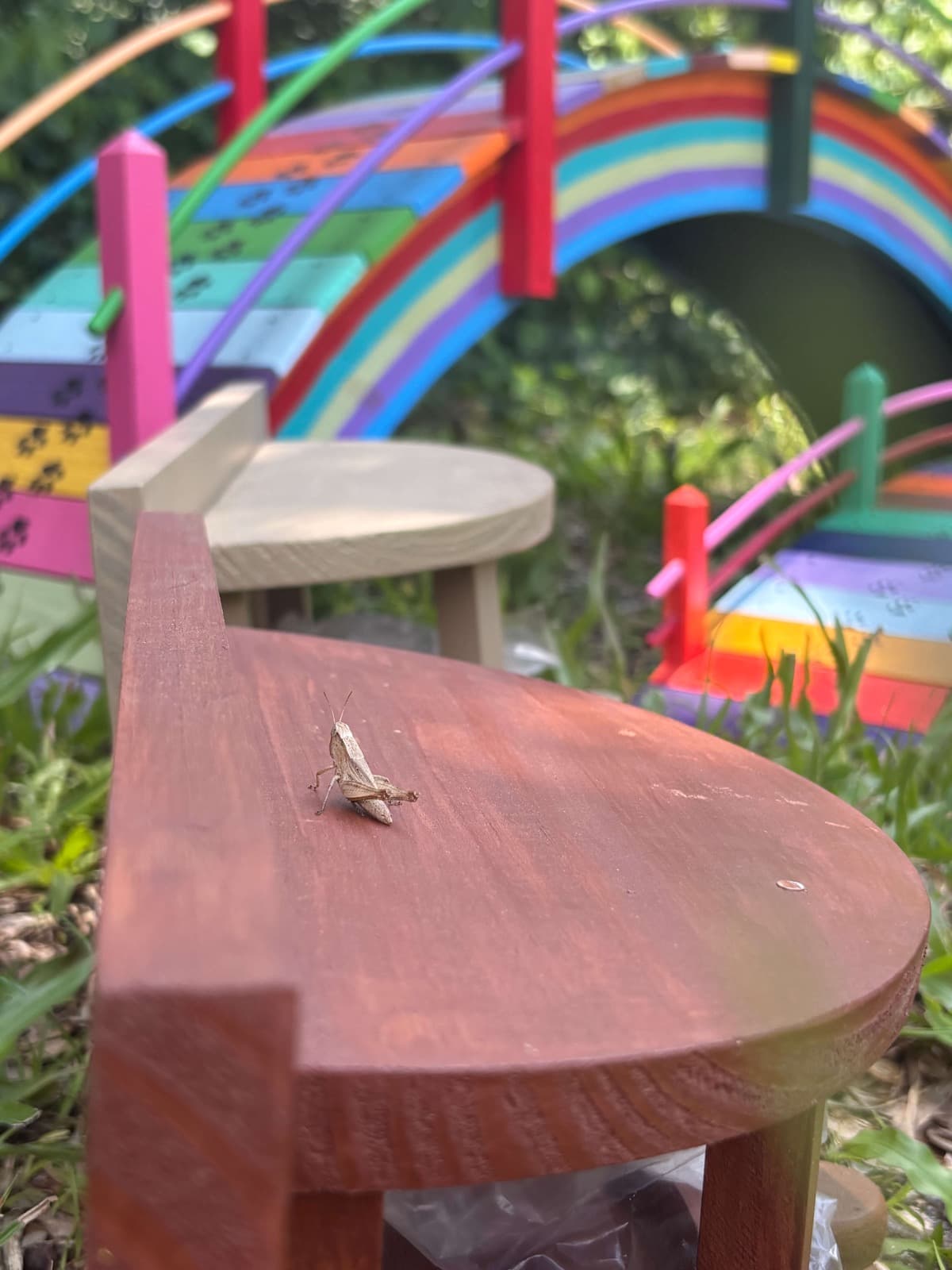 A small cricket resting on one of Paul's wooden feeders, a rainbow bridge blurred in the background